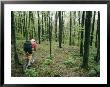 A Bicyclist Rides Through The Woods by Skip Brown Limited Edition Print