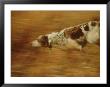 Hunting Dog Running by Joel Sartore Limited Edition Print