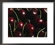 Fresh Sweet Cherries With Stems by Taylor S. Kennedy Limited Edition Print
