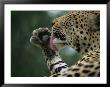A Leopard Uses Tongue Against Paw To Groom Himself by Kim Wolhuter Limited Edition Pricing Art Print
