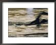 A Swimmer Does The Crawl by Dugald Bremner Limited Edition Print