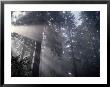 Redwoods National Park, Ca by Peter French Limited Edition Print