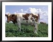 Guernsey Cows On Farm, Il by Lynn M. Stone Limited Edition Print