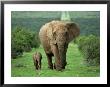 Mother And Calf, African Elephant (Loxodonta Africana), Addo National Park, South Africa, Africa by Ann & Steve Toon Limited Edition Print
