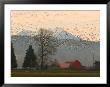 Flock Of Snow Geese Take Flight, Mt. Baker And Cascades At Dawn, Fir Island, Washington, Usa by Trish Drury Limited Edition Print