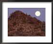 Sonora Desert, Saguaro National Park, Arizona, Usa by Gavriel Jecan Limited Edition Pricing Art Print