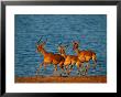 A Trio Of Impala Prance Along A Shoreline by Beverly Joubert Limited Edition Print