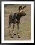 An African Wild Dog In Chobe National Park by Beverly Joubert Limited Edition Pricing Art Print