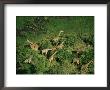 Herd Of Giraffe Grazing In Trees On An African Plain by Bobby Haas Limited Edition Print