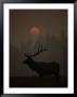 A Bull Elk (Cervus Elaphus) Is Silhouetted In The Fading Light At Dusk by Michael S. Quinton Limited Edition Print