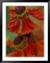 Sneeze Weed Flower Bloom, Sammamish, Washington, Usa by Darrell Gulin Limited Edition Print