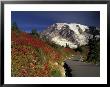 Mt. Rainier With Skyline Trail, Mt. Rainier National Park, Washington, Usa by Jamie & Judy Wild Limited Edition Pricing Art Print