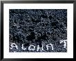 Coral Writing On Lava, Kohola Coast, Usa by Holger Leue Limited Edition Pricing Art Print