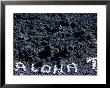 Coral Writing On Lava, Kohola Coast, Usa by Holger Leue Limited Edition Print