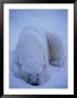 A Polar Bear Covers His Eyes To Get Some Sleep by Paul Nicklen Limited Edition Print