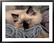 Ragdoll Kitten Playing With Colored Yarn by Frank Siteman Limited Edition Pricing Art Print