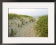 Path At Head Of The Meadow Beach, Cape Cod National Seashore, Massachusetts, Usa by Jerry & Marcy Monkman Limited Edition Print