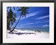 Girl On Beach With Coconut Palm Trees, Tambua Sands Resort, Coral Coast, Fiji by David Wall Limited Edition Print