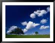 Oak Trees And Clouds In Spring, Foothills Of Sierra Nevada, Usa by Nicholas Pavloff Limited Edition Print