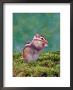 Siberian Chipmunk by Steimer Limited Edition Print