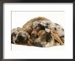 Silver Dapple Miniature Dachshund Puppies Cuddled Up With Tortoiseshell Dwarf Lop Doe Rabbit by Jane Burton Limited Edition Pricing Art Print