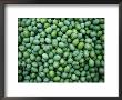 Harvest Of Green Sevillana Olives, Napa Valley, California, Usa by Roberto Gerometta Limited Edition Print