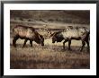 Sparring Bull Elk (Cervus Elaphus), Yellowstone National Park, Wyoming, Usa by Carol Polich Limited Edition Print