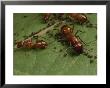 Honey Ants Gather Honey Dew Secreted By Aphids The Ants Farm by George Grall Limited Edition Print