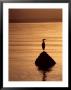 Great Blue Heron At Sunset by Fogstock Llc Limited Edition Pricing Art Print