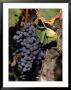 Close-Up Of Grapes On Vine, Germany by Aneal Vohra Limited Edition Print