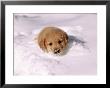 Golden Retriever Puppy In Deep Snow by Frank Siteman Limited Edition Pricing Art Print