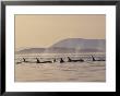 Orca Whales Surfacing In The San Juan Islands, Washington, Usa by Stuart Westmoreland Limited Edition Print