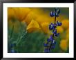 Close View Of Mexican Poppies And Other Wildflowers by Annie Griffiths Belt Limited Edition Print