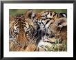 Two Bengal Tiger Cubs Bonding by Don Grall Limited Edition Pricing Art Print