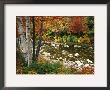 Swift River With Aspen And Maple Trees In The White Mountains, New Hampshire, Usa by Darrell Gulin Limited Edition Pricing Art Print