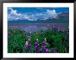 Arctic Lupin, Alaska, Usa by Dee Ann Pederson Limited Edition Print