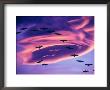 Sandhill Cranes In Flight And Lenticular Cloud Formation Over Mt. Shasta, California by Tom Haseltine Limited Edition Print