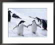 Adelie And Chinstrap Penguin, Antarctica by Ernest Manewal Limited Edition Print