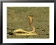Cape Cobra, Yellow Form, Kalahari Gemsbok National Park, Sa by Tim Jackson Limited Edition Pricing Art Print