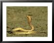 Cape Cobra, Yellow Form, Kalahari Gemsbok National Park, Sa by Tim Jackson Limited Edition Print