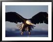 American Bald Eagle In Flight by Lynn M. Stone Limited Edition Pricing Art Print