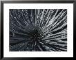 Close View Of A Silversword Plant by Marc Moritsch Limited Edition Print