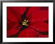 A Close View Of Dew Drops On A Poinsettia Plant by Nick Caloyianis Limited Edition Print
