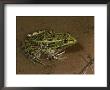 A Southern, Or Chiricaha, Leopard Frog (Rana Utricularia) by George Grall Limited Edition Pricing Art Print