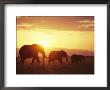 A Family Of African Elephants Walk At Twilight by Roy Toft Limited Edition Pricing Art Print