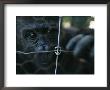 Orphaned Gorilla At Gorilla Protection Project To Be Released In Wild by Michael Nichols Limited Edition Print