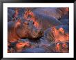 Hippopotamus (Hippopotamus Amphibius) In River, Katavi National Park, Rukwa, Tanzania by Ariadne Van Zandbergen Limited Edition Print