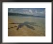 A Palm Tree Casts A Shadow Over A Beach by Raul Touzon Limited Edition Pricing Art Print