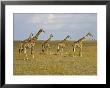 Maasai Giraffes Roaming Across The Maasai Mara, Kenya by Joe Restuccia Iii Limited Edition Print