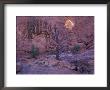 Garden Of Eden, Tree With Arch, Arches National Park, Utah, Usa by Jamie & Judy Wild Limited Edition Print